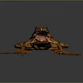 Orange Brown Frog Displaying Open Mouth Extended Limbs on Dark Background with Natural Amphibian Features