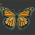 Monarch Butterfly With Spread Orange And Black Wings And White Spots On Dark Background