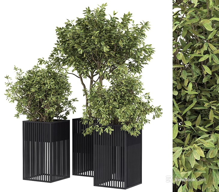 Decorative Bonsai Plants in Black Modern Planters with Lush Green Foliage and Elegant Design 3d model 