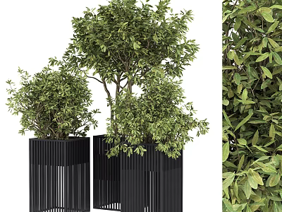 Decorative Bonsai Plants in Black Modern Planters with Lush Green Foliage and Elegant Design 3d model