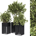Decorative Bonsai Plants in Black Modern Planters with Lush Green Foliage and Elegant Design