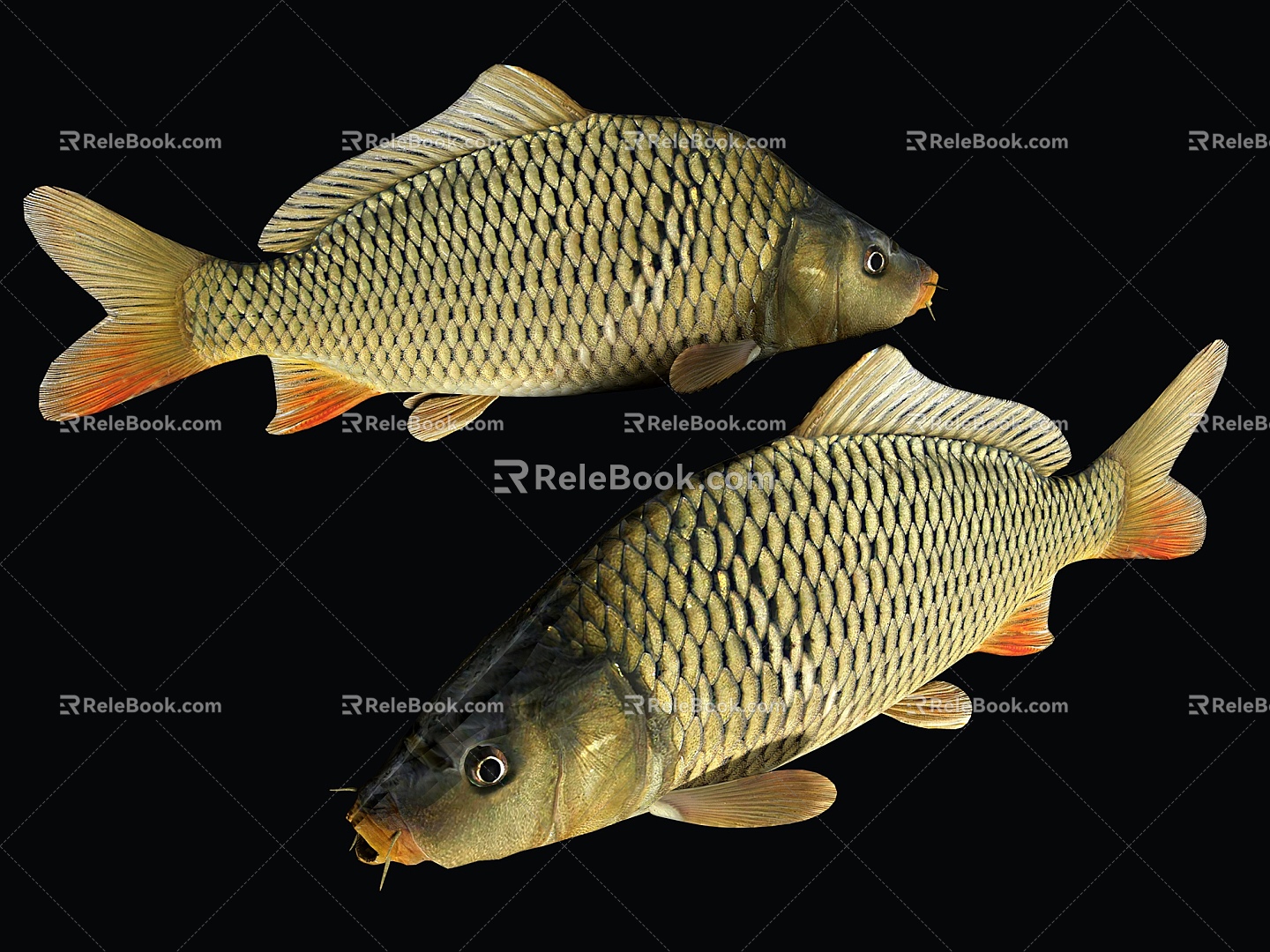 Modern Carp Koi 3d model