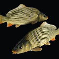 Golden Carp Fish With Scales And Orange Fins Displayed Against Black Background