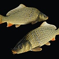 Modern Carp Koi 3d model