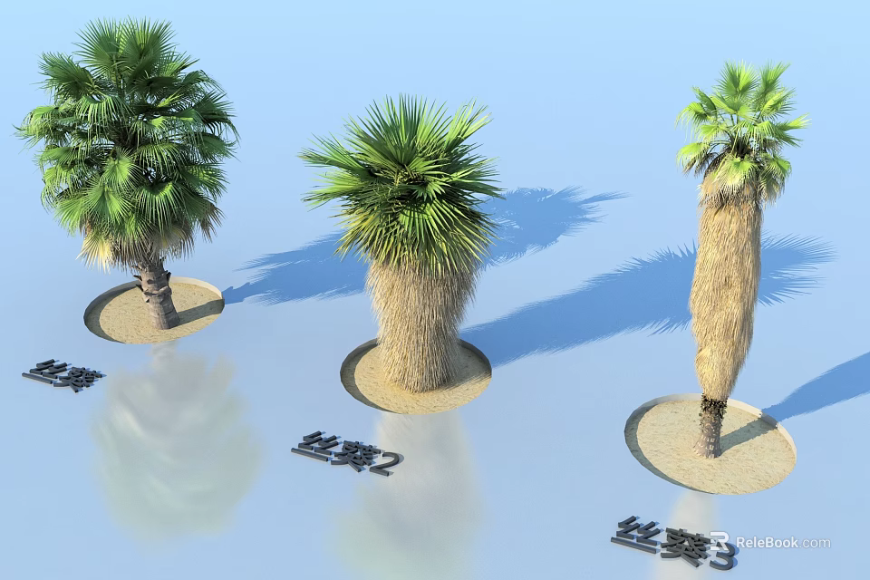 Different Types of Silk Palm Trees With Sandy Bases And Clear Shadows 3d model 