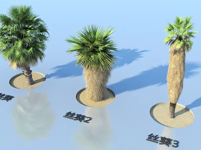 Different Types of Silk Palm Trees With Sandy Bases And Clear Shadows 3d model