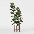 Three Tall Potted Green Leaf Plants with Different Planters for Indoor Decor