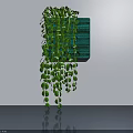 Indoor Green Hanging Basket Plant With Trailing Leaves Wall Mounted Decor