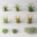 Diverse Types of Ornamental Grasses With Varied Shapes And Colorful Plumes For Landscaping
