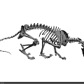 Detailed Reptile Skeleton Full Body Anatomical Structure Showing Bones And Vertebrae
