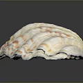 Giant Clam Shell Displaying Vibrant Colorful Patterns And Layered Natural Structure