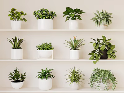 Various Different Types of Potted Plants Displayed on White Shelves Indoors 3d model