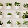 Various Different Types of Potted Plants Displayed on White Shelves Indoors
