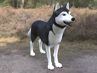 Modern Siberian Husky Dog Animal Creatures 3d model