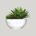 Two Green Succulent Plants with Fleshy Leaves in White Concrete Pot