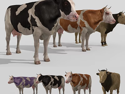 Colorful Cow Breeds Of Various Colors Standing In Studio 3d model