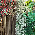 Vibrant Living Plant Wall With Diverse Green Plants Colorful Flowers And Natural Foliage