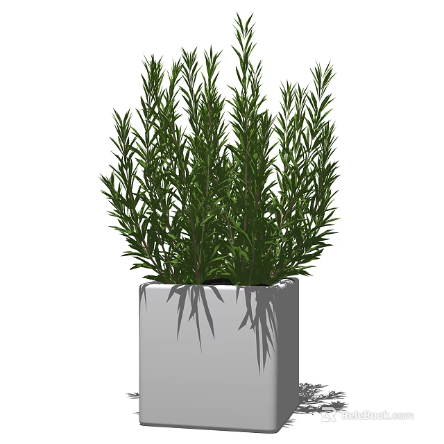 Bonsai Potted Plant with Lush Green Foliage in Square White Pot 3d model 