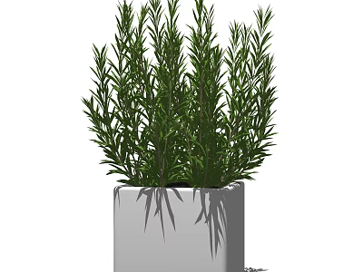 Bonsai Potted Plant with Lush Green Foliage in Square White Pot 3d model