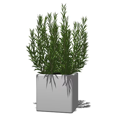 Bonsai Potted Plant with Lush Green Foliage in Square White Pot 3d model