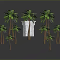 Green Palm Trees With Brown Trunks And Lush Green Leaves Surrounding White Cube