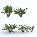 Green Plants With Multiple Different Shapes Lush Leaves And Red Roots 3d model
