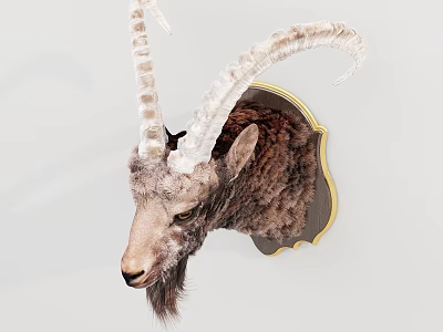 Rustic Mountain Goat Head Mount Wall Decor With Golden Frame Hanging On Wall 3d model