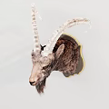 Rustic Mountain Goat Head Mount Wall Decor With Golden Frame Hanging On Wall 3d model