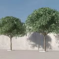 Two Arbor Trees Against Light Colored Wall With Blue Sky And Shadows 3d model