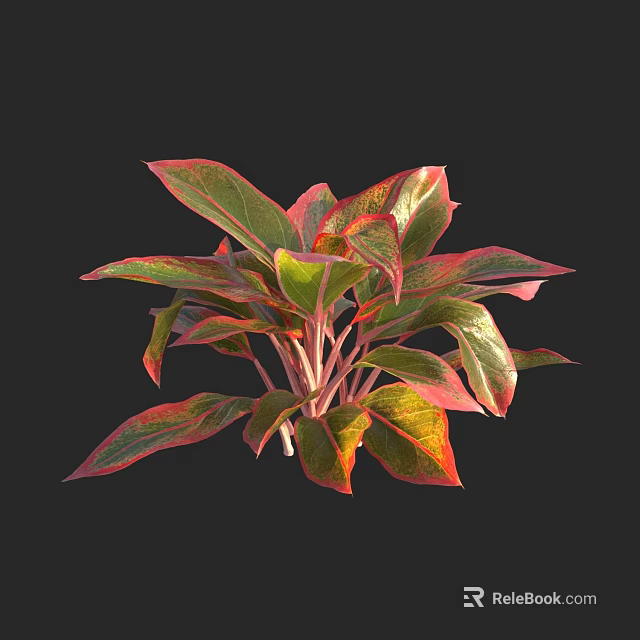 Ornamental Shrub with Red and Green Variegated Leaves Vibrant Foliage for Garden Decor 3d model 