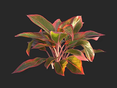 Ornamental Shrub with Red and Green Variegated Leaves Vibrant Foliage for Garden Decor 3d model