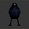 Blue Flying Bird With Orange Beak And Black Eyes Standing On Gray Background