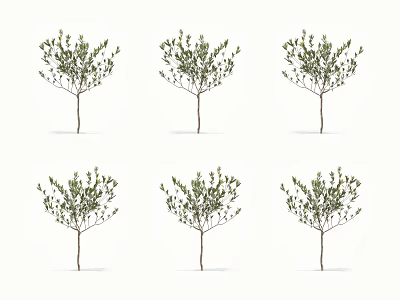 Multiple Arbor Trees with Green Foliage and Slender Trunks Arranged in Rows 3d model