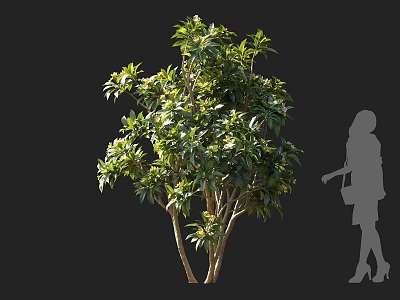 Modern Egg Flower Tree Burmese Gardenia Burmese Gardenia India Pasin Deer Horn Tree Phanzi Flower Phanzi Flower Big Season Flower Tree Shrub Deciduous Small Tree 3d model