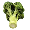Fresh Green Broccoli Vegetable With Tight Florets And Crisp Stalk