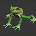 Vibrant Green Frog With Large Eyes And Webbed Toes On Black Background