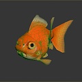 Fish Goldfish Freshwater Fish Sea Fish Animal Game Animal Cartoon Animal Animal Realistic Animal 3d model