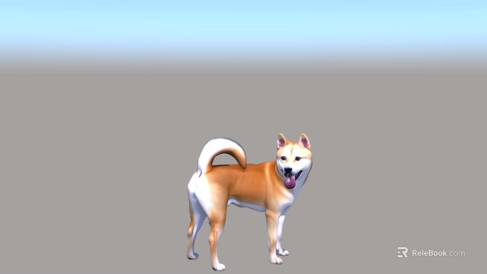 Cute Shiba Inu Standing With Tongue Out And Curled Tail On Gradient Background 3d model 