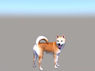 Cute Shiba Inu Standing With Tongue Out And Curled Tail On Gradient Background 3d model