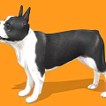 Boston Terrier Dog With Black And White Coat Standing On Orange Background