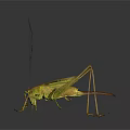 Detailed Green Grasshopper With Long Antennae And Hind Legs Close Up View On Dark Background