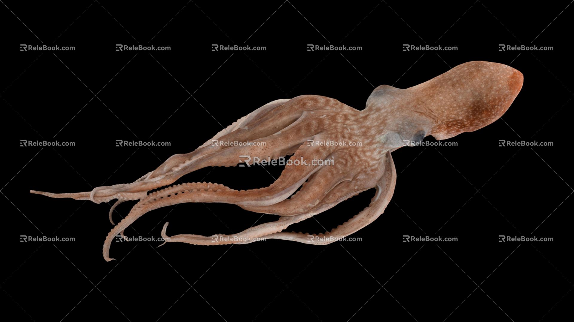 Modern Octopus Giant Octopus 3d model