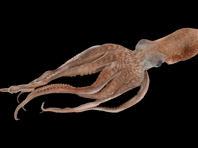 Detailed Brown Marine Squid With Extended Tentacles Isolated On Black Background 3d model
