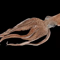 Detailed Brown Marine Squid With Extended Tentacles Isolated On Black Background