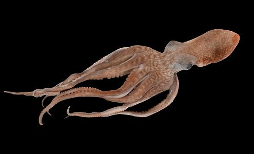 Modern Octopus Giant Octopus 3d model