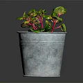 Colorful Variegated Indoor Plant With Green Red Yellow Leaves In Galvanized Metal Pot