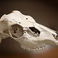 High Precision Medical Animal Skull Model For Veterinary Anatomy Education Training
