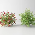 Decorative Shrubs With Red Flowers And Green Foliage For Home Garden Decor