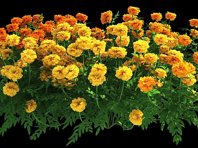 Vibrant Yellow and Orange Marigold Flowers with Lush Green Leaves in Garden 3d model