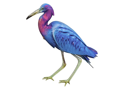 Vibrant Blue And Purple Heron With Long Beak And Slender Legs 3d model